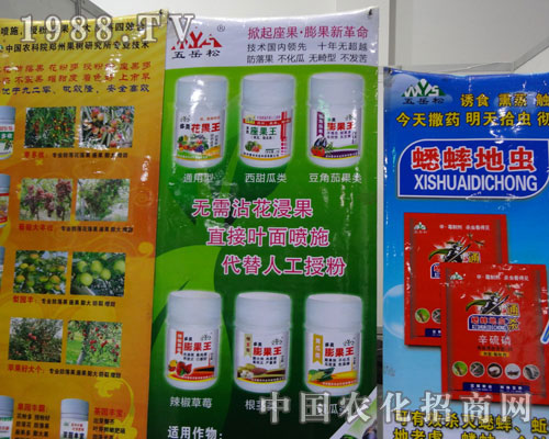 五岳松 掀起座果·膨果新革命