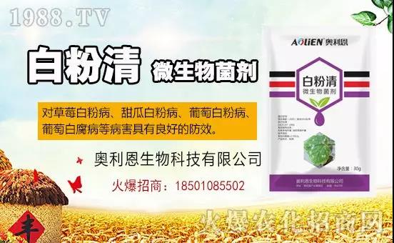 �׷۲�������(f��)�y�p���� ӛס�@��(g��)ˎ����Ч���ΰ׷۲����P����