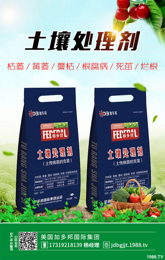 貢菊花該如何栽培？貢菊花高產(chǎn)栽培技術(shù)