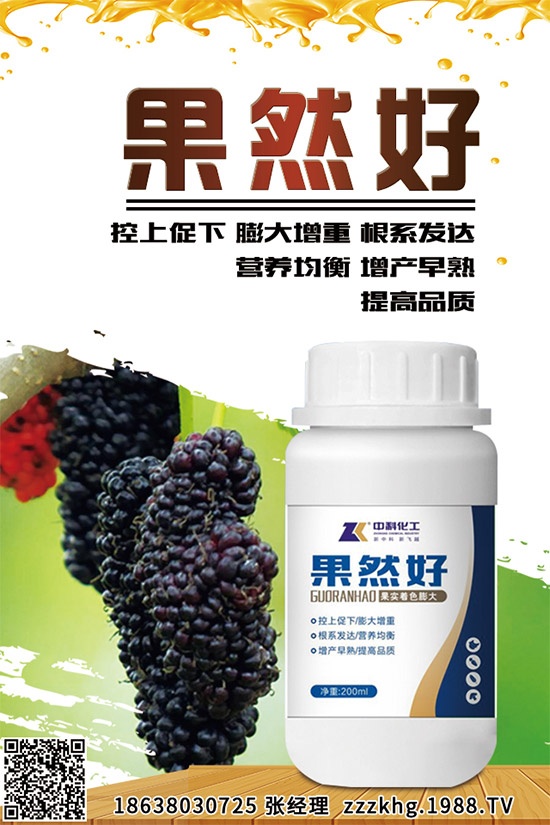 金線蓮有哪些營養(yǎng)價值？金線蓮的功效作用及食用方法