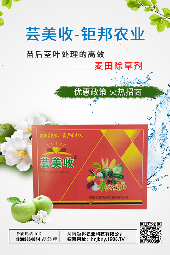 大蔥需肥特性，大蔥施肥技術(shù)要點(diǎn)有哪些？