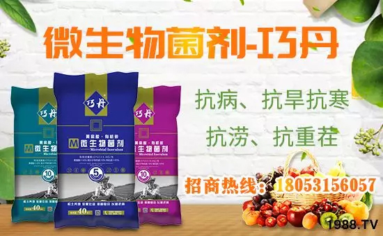 【微生物菌劑+有機(jī)肥】效果牛逼!施一遍頂三遍,省力又高產(chǎn)!