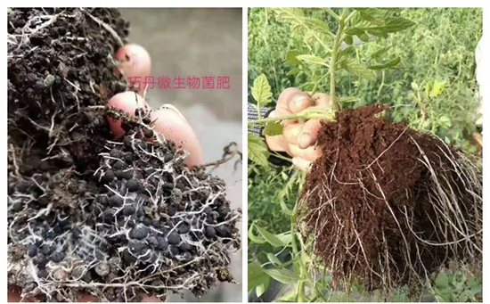 【微生物菌劑+有機(jī)肥】效果牛逼!施一遍頂三遍,省力又高產(chǎn)!