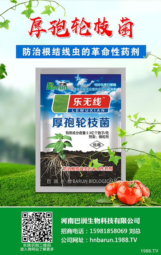 金枝玉葉怎么修剪，金枝玉葉修剪方法！