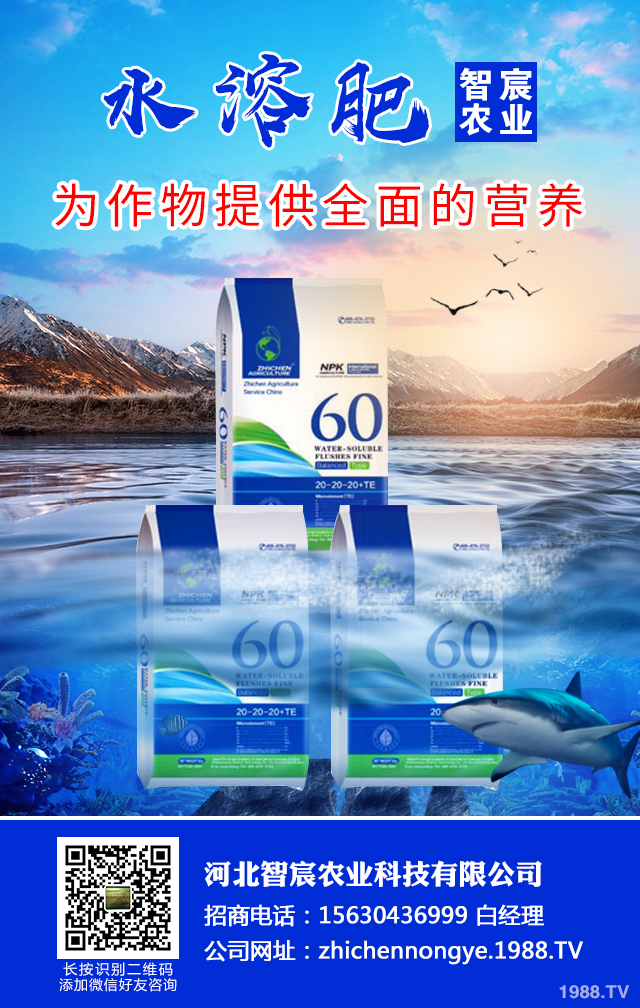 冬季辣椒秧苗如何防凍？辣椒苗冬季防凍技術(shù)