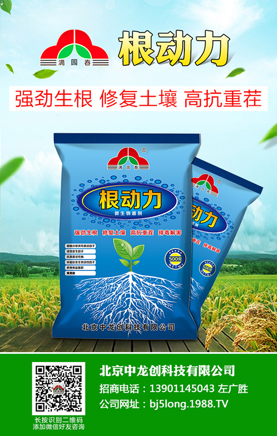 柑橘青苔病發(fā)病原因有哪些，柑橘青苔病防治措施！