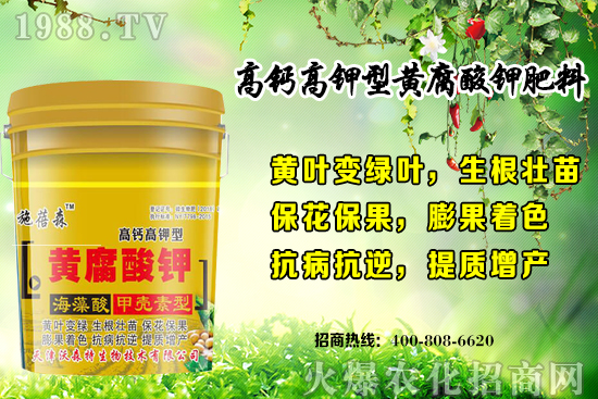 草莓生長(zhǎng)對(duì)環(huán)境要求有哪些?秋季草莓定植注意事項(xiàng)和管理方式!