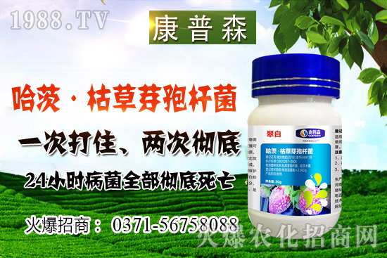 小麥價格止跌回穩(wěn)，小麥價格能漲多少？