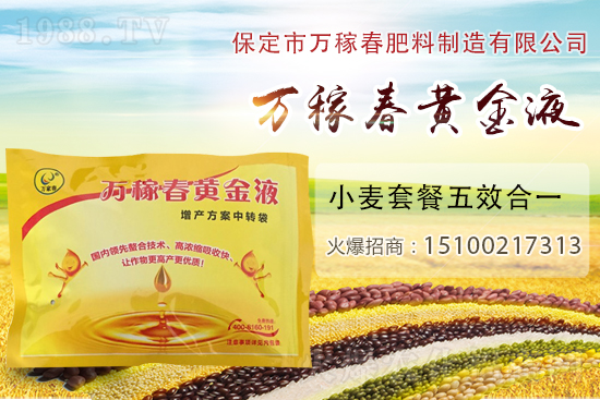 種植大蒜為什么要覆蓋地膜?地膜大蒜高產(chǎn)栽培及注意事項(xiàng)!