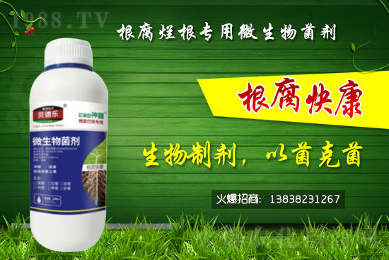 微生物菌劑可以治根腐病嗎？怎么選擇？