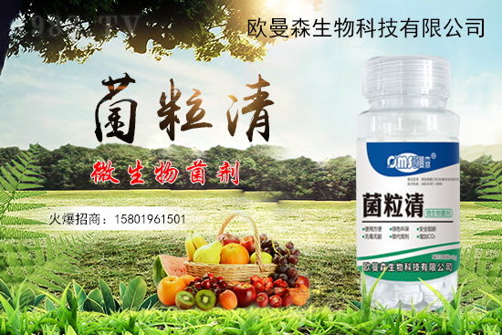 低溫辣椒“灰霉病”易發(fā)生，如何識別與防治辣椒灰霉病