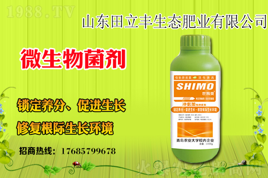 板藍(lán)根該如何種植?板藍(lán)根種植前景和效益怎么樣?