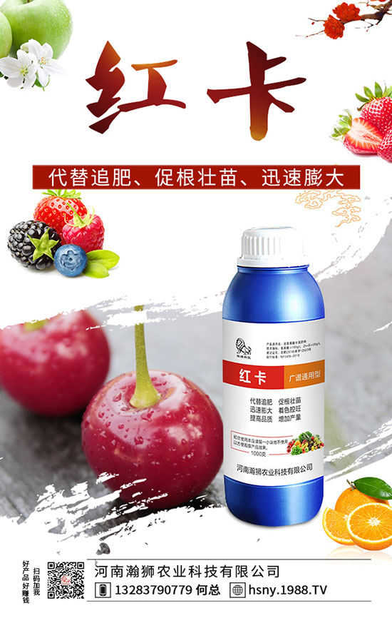 辣椒出苗后如何管理？辣椒出苗后移栽技術(shù)要點(diǎn)