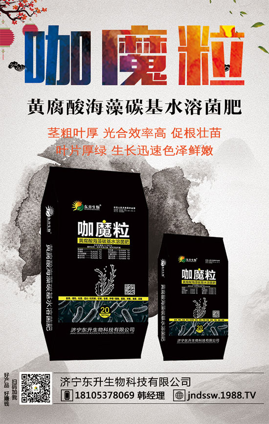 小香芹什么間種植時(shí)？小香芹種植方法要點(diǎn)！