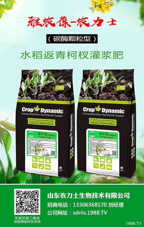 1馬鈴薯該如何切塊種植?馬鈴薯切塊種植技術(shù)及注意事項(xiàng)