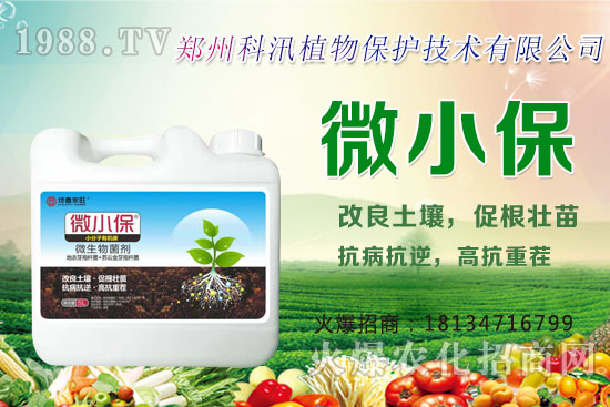 黑蒜的功效與作用，黑蒜與白蒜哪個(gè)更有營(yíng)養(yǎng)？