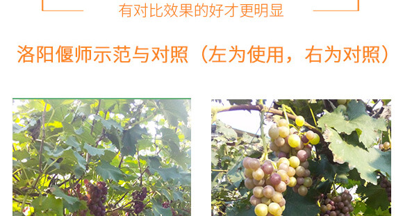 河南騰豐農(nóng)業(yè)科技有限公司_09