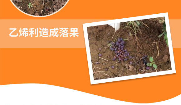 河南騰豐農(nóng)業(yè)科技有限公司_04