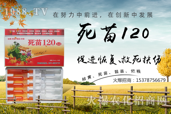  �߲˷Nֲ���L���������������砀�����W(xu��)��(hu��)�@Щ�������߲����砀����������