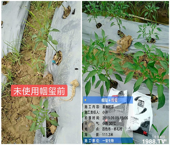 好產(chǎn)品好作用，“一璽生物”微生物菌劑“幗璽”客戶真實反饋！