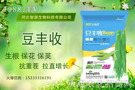 用了“豆豐收”,豆角拉直增長產(chǎn)量高?豆豐收有什么優(yōu)勢?