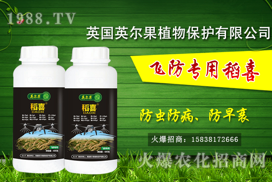 警惕！水稻早衰現(xiàn)象危害大！水稻早衰是什么原因，該怎么防治？