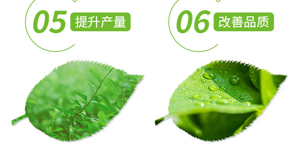 特優(yōu)硼-芽滿花-愛農(nóng)斯達(dá)_06