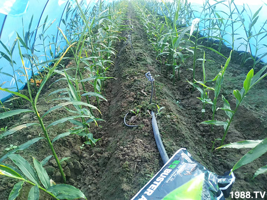     ���׌�Nֲ׃�ø��p����һ���ײ���ȫ���䷽����˹�ش󽪠I�B(y��ng)�ײͷ�����