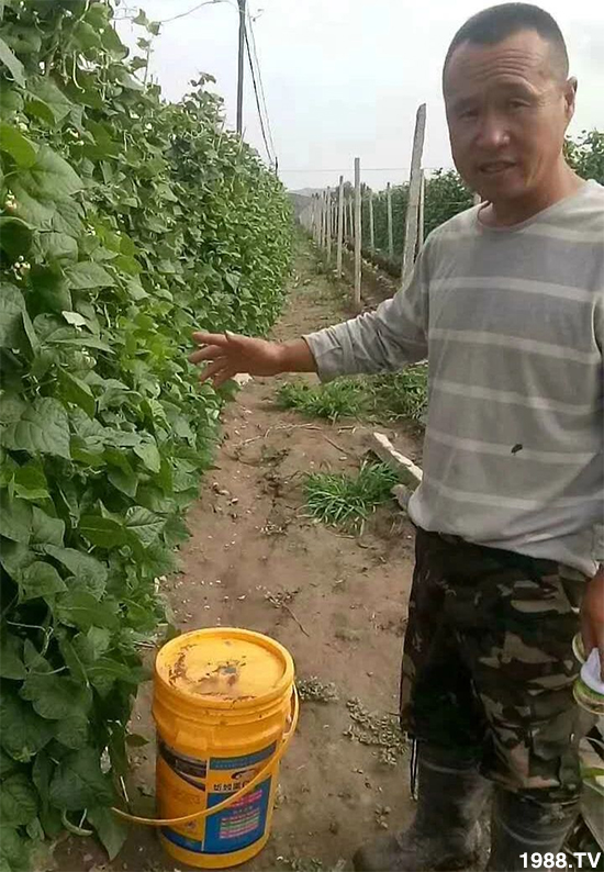 水溶肥市場(chǎng)大變革??？海藻精、魚蛋白將被它代替！1000多用戶鼎力推薦！