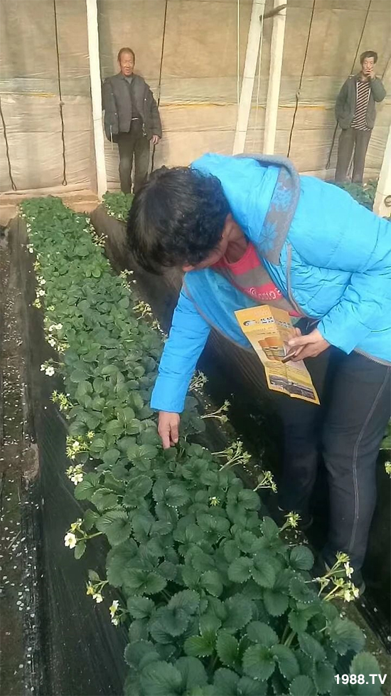 水溶肥市場(chǎng)大變革??？海藻精、魚蛋白將被它代替！1000多用戶鼎力推薦！