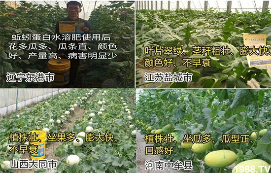 水溶肥市場(chǎng)大變革??？海藻精、魚蛋白將被它代替！1000多用戶鼎力推薦！