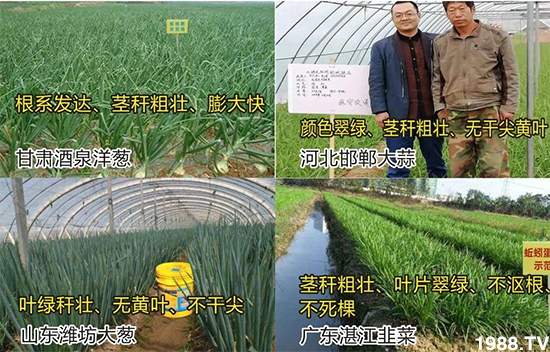 水溶肥市場(chǎng)大變革??？海藻精、魚蛋白將被它代替！1000多用戶鼎力推薦！