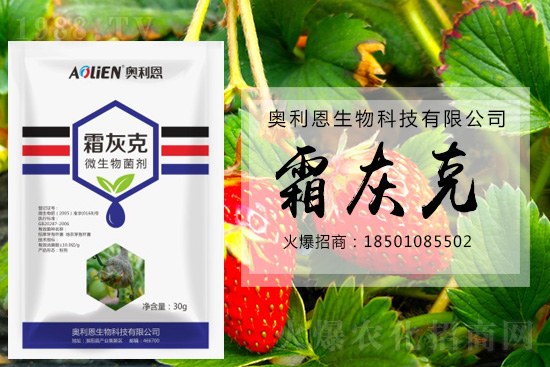 冬季草莓易發(fā)灰霉病，預(yù)防措施怎么做？