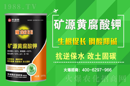 2021年3月11日花生價格行情一覽