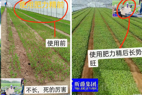 作物落花落果、座果低不用急!激發(fā)潛能,促花座果的秘訣在這!