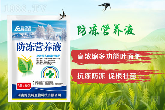 小麥倒春寒怎么預(yù)防？發(fā)生倒春寒的小麥怎么補救