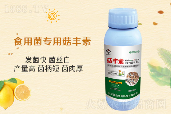 平菇栽培要點(diǎn)，需要注意哪些事項(xiàng)？