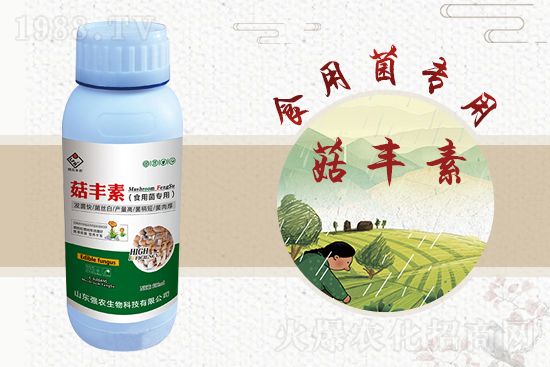 平菇栽培要點(diǎn)，需要注意哪些事項(xiàng)？