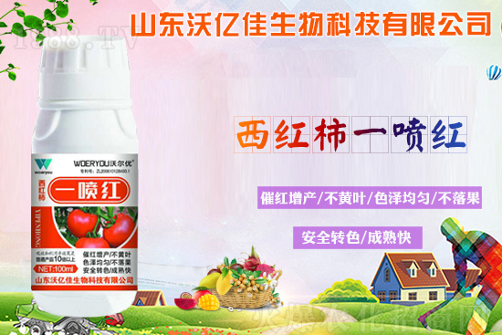 番茄轉(zhuǎn)色不良的原因？轉(zhuǎn)色期要注意哪些問題？