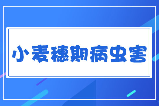 小麥穗期病蟲害