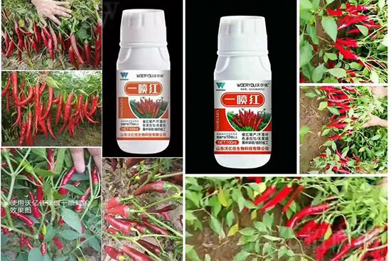 ���t�����95%���߼t�����~�����뷭�׷�����������һ���t��