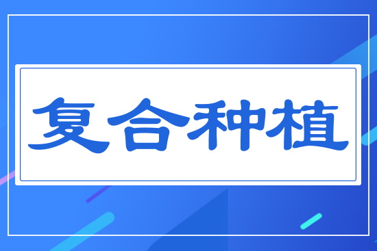 大豆玉米帶狀復合種植