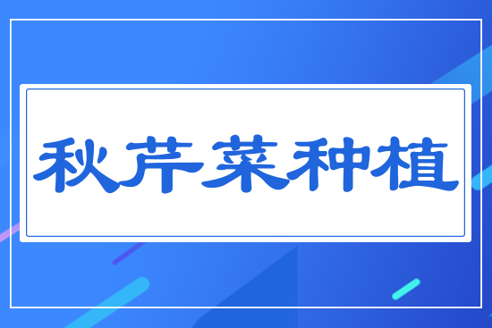 秋芹菜種植