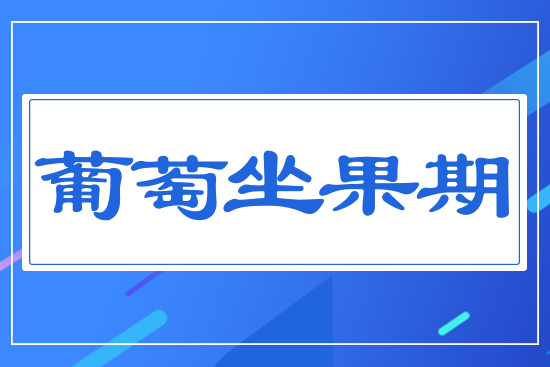 葡萄坐果期