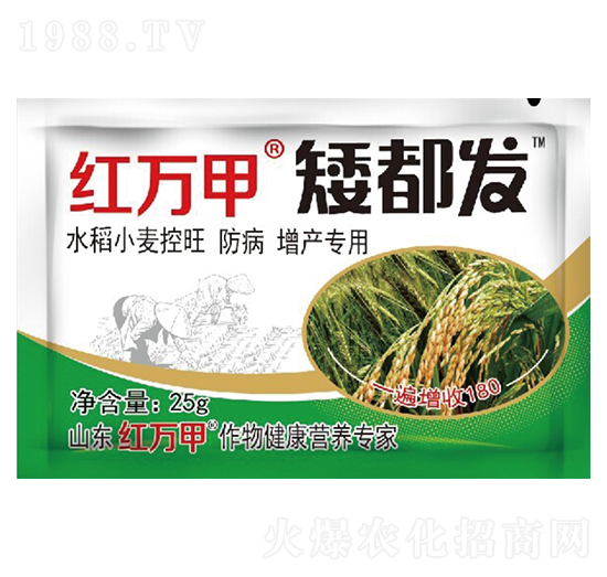 �����l(f��)-�����󶹌���-�t�f(w��n)��