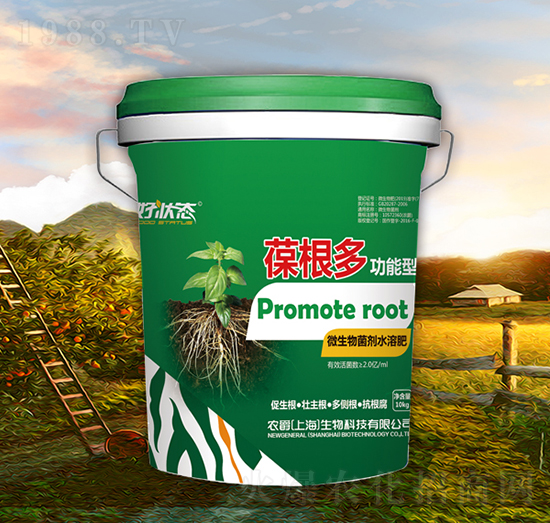 葆根多-好狀態(tài)-農(nóng)爵