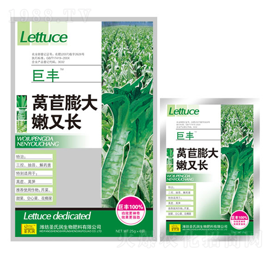 萵苣膨大嫩又長(zhǎng)-巨豐-圣氏潤