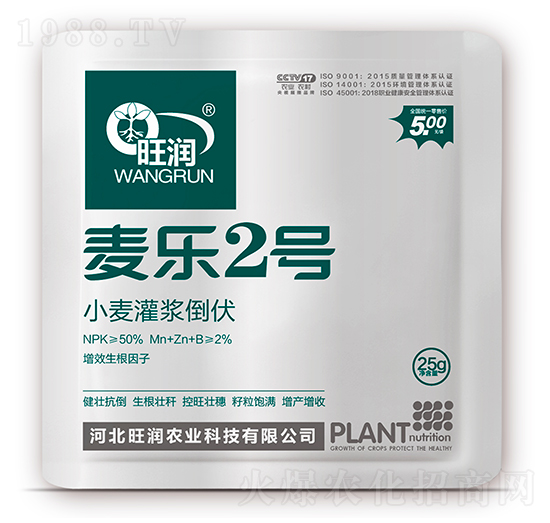 小麥灌漿倒伏-麥樂2號(hào)-旺潤(rùn)農(nóng)業(yè)