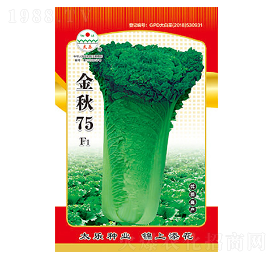 白菜種子-金秋75-太樂(lè)種業(yè)