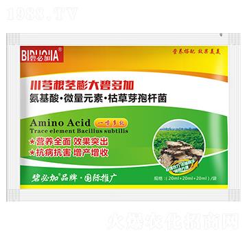 川穹根莖膨大碧多加-鑫禾生物